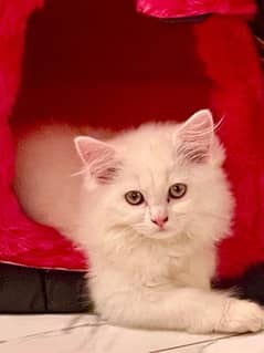 Persian cat| litter trained special |triple coated kitten |accessories