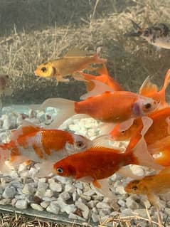 KOI Fish and Shubunkin Gold Fish. Available in different sizes