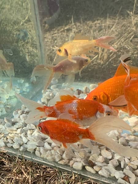 KOI Fish and Shubunkin Gold Fish. Available in different sizes 1