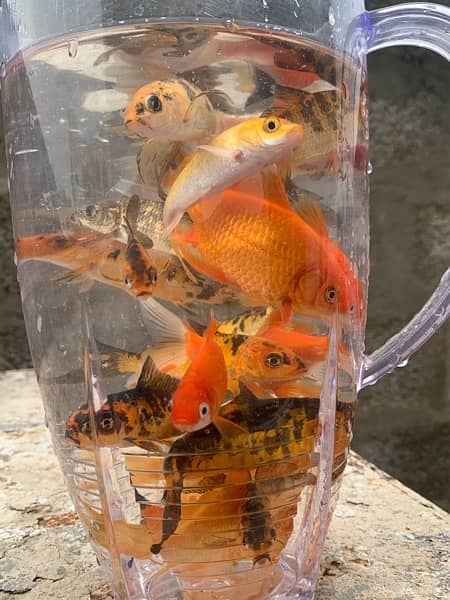 KOI Fish and Shubunkin Gold Fish. Available in different sizes 3