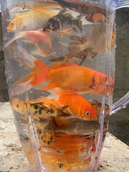 KOI Fish and Shubunkin Gold Fish. Available in different sizes 7