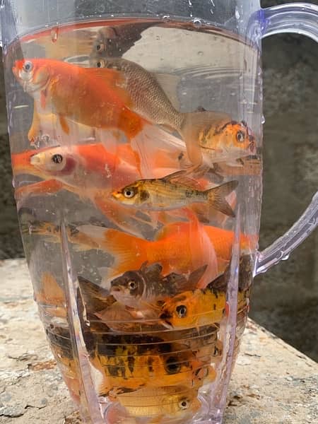 KOI Fish and Shubunkin Gold Fish. Available in different sizes 8