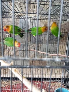 lovebirds confirm breeder pair for sale