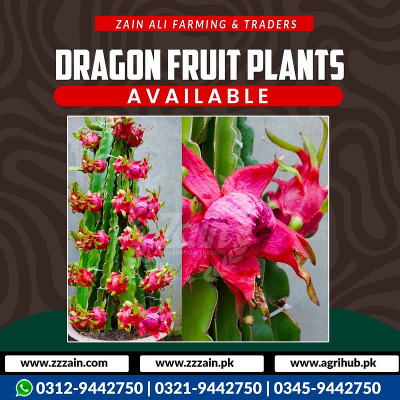 dragon Fruit Plants Available Location Lahore  Cargo Available Delive 0