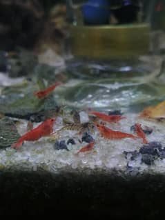 Best price shrimp for aquarium in Lahore dha