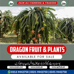 Z 1 We have Different types of dragon Fruit Plants and seeds  Locatio