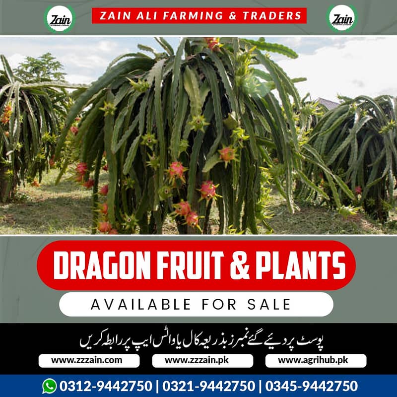 Z 1 We have Different types of dragon Fruit Plants and seeds  Locatio 0