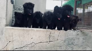 German Shepherd Black Long coated Puppies
