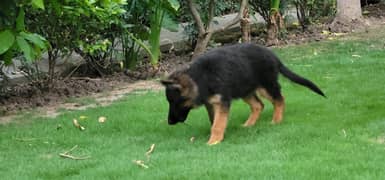 Long Coat GSD Pup