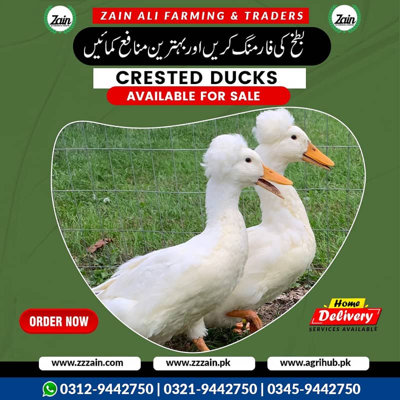 Different types of Ducks Available  Location Lahore  Cargo Available 0