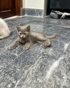 grey kitten for sale