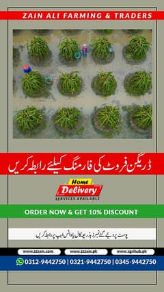 Halthy Active Dragon fruits plants & Seeds Available  Location Lahore