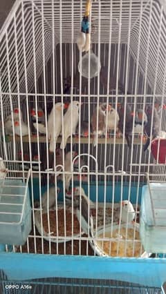 Breeder Zebra finch In All Colours , 25 to 30 peice, Urgent sale