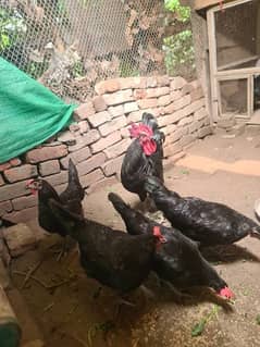 australorp hens for sale