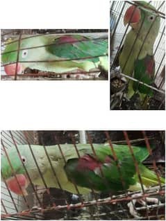 Talkative Raw Green Parrot For Sale