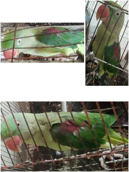 Talkative Raw Green Parrot For Sale 0