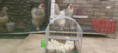 colombian brahma chicks available