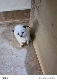 Himalayan Siamese kittens