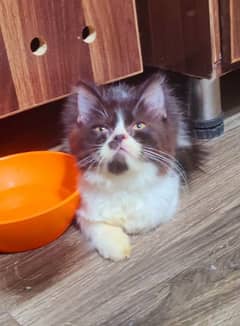 Persian cat/pike face kittens/triple coated/Persian kittens