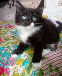 rigdool persion Kitten