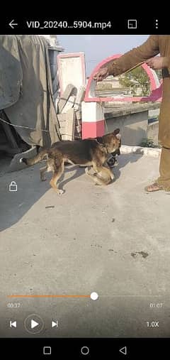 German shepherd female