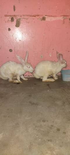 Rabbits