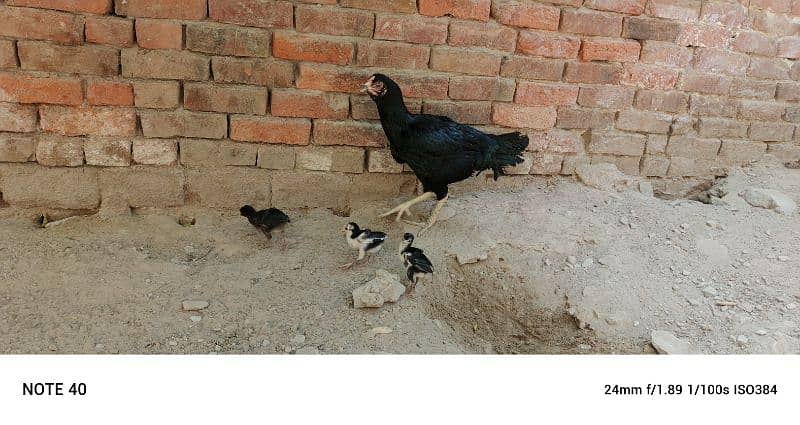 A hen and six chicks for sale 3