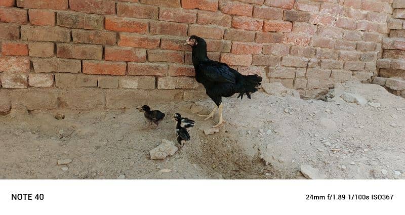 A hen and six chicks for sale 4