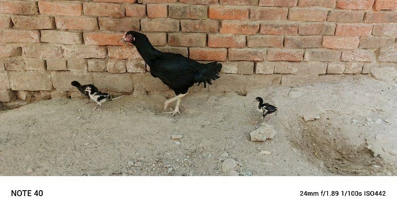 A hen and six chicks for sale 5