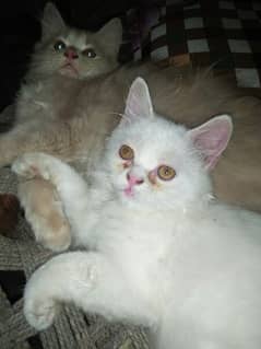 3 Months Old Kittens Pair