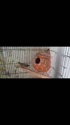 zibra finch 2 male available Whatsapp 03017773206