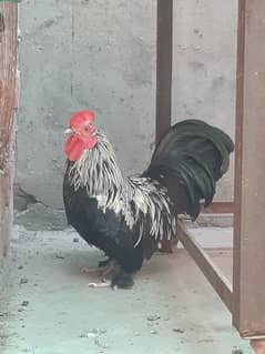 Japanese bantam and dasi Male exchange possible