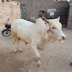 White Khachi Baccha