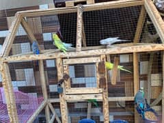 4pairs budgies with cage