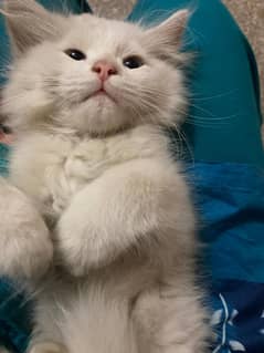 white kitten Persian for sale
