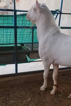 gulabi teddy goat (bakri breeder) tedda