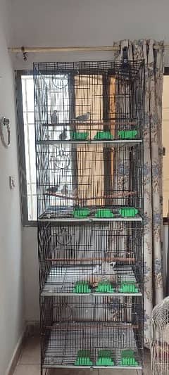 Pied doves blue and red (4pairs) with cage available.