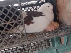 Laka Breeder Pair for sale , Laka kabootar, fancy pigeon (03445783416)