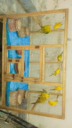 Parrots for sale with complete setup cage, kujay etc. 03215878654