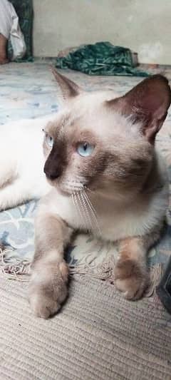 Siamese cat for sale