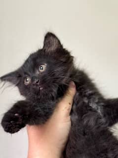 Pure Black male Persian kitten