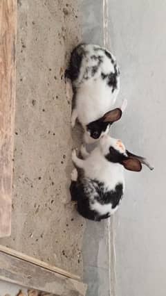 Rabbits Pair For sale