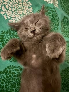 grey tripple coat kitten for sale