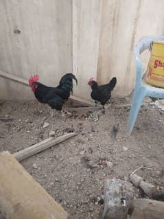 australop/ pair available For sale/ager kisi ko sirf mugha chahiyetu