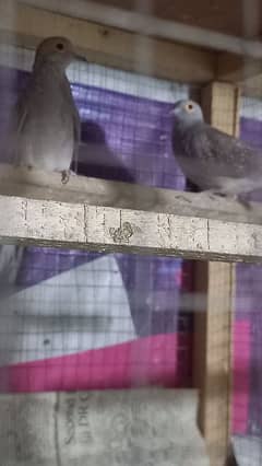 Pied dove and diamond dove