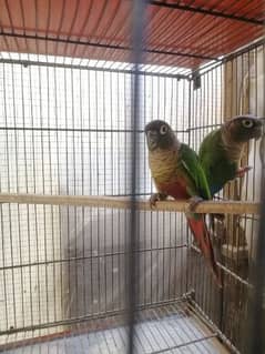 conure or lovebird