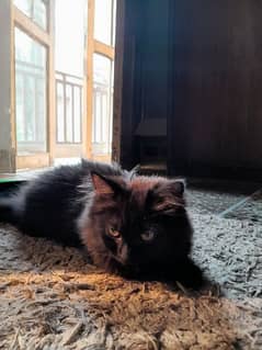 smokey black cat for sale