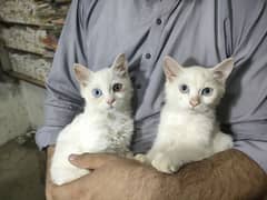 2 person cats with very beautiful different eyes colour