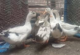 5 Big Ducks for sell