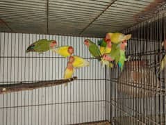 Lotino Colour lovebird adult pair